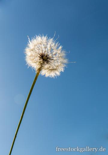 pusteblume himmel 1773.thumb large